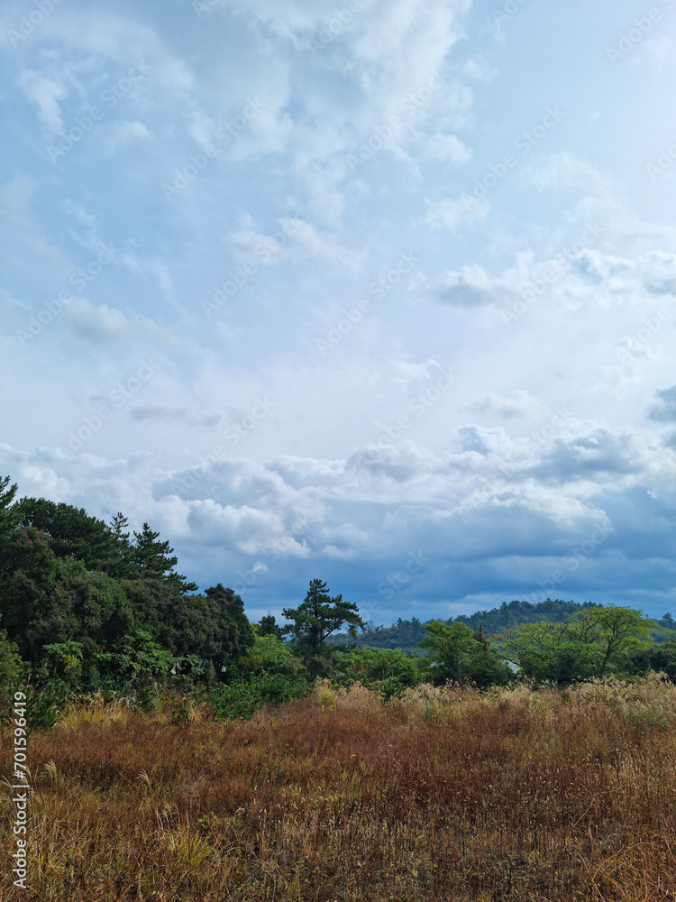Obraz premium This is the autumn scenery of Jeju Island.