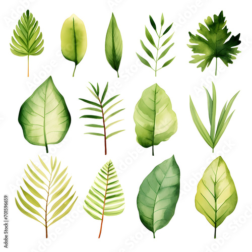 Set of green watercolor leaves illustration isolated