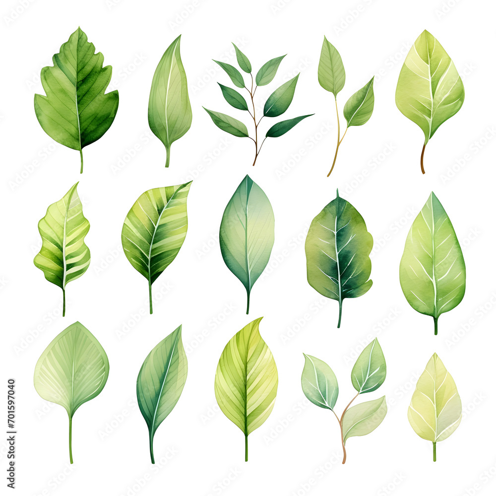 Set of green watercolor leaves illustration isolated