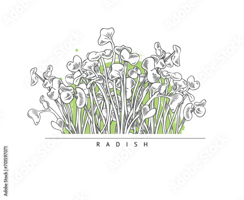Microgreens radish sprouts banner or label sketch vector illustration isolated.