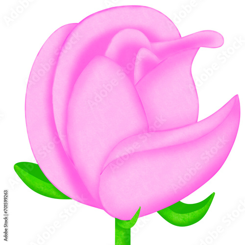 pink rose flower