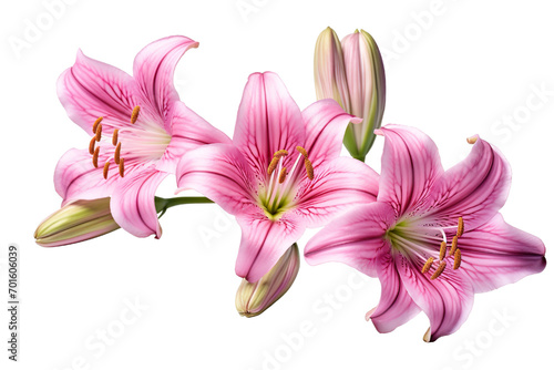 Top side closeup macro view of A collection two, three Belladonna Lily flowers isolated on white background