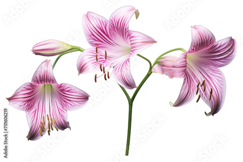 Top side closeup macro view of A collection two, three Belladonna Lily flowers isolated on white background