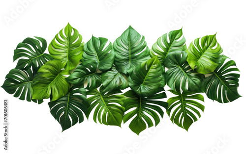 Dancing Leaves in the Tropical Breeze on White or PNG Transparent Background
