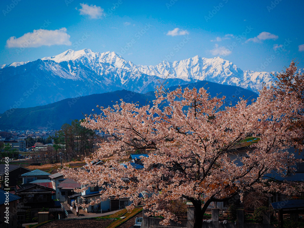 Fototapeta premium サクラの木と北アルプス