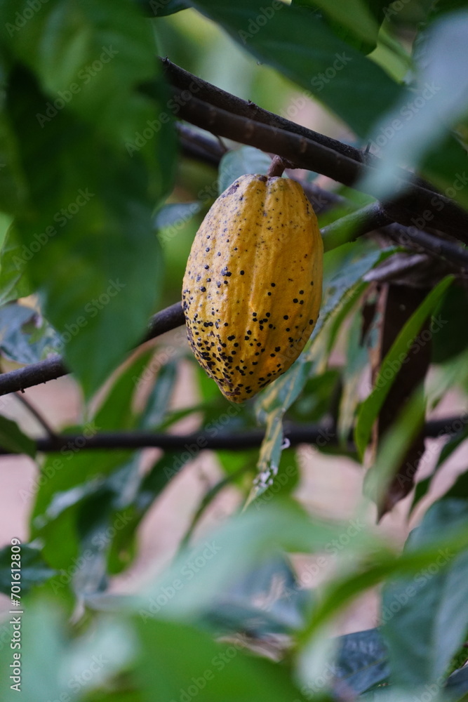 The cacao tree is a plant that can grow and grow well in tropical ...