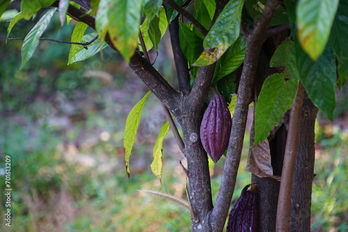 The cacao tree is a plant that can grow and grow well in tropical forests