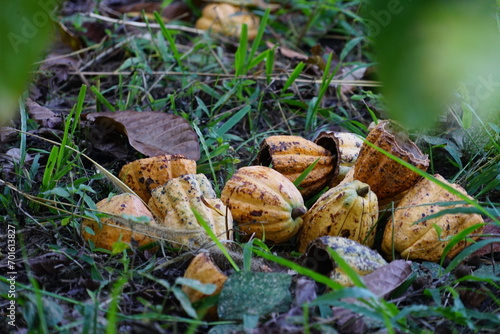 The cacao husks that had been removed from the seeds were piled up and were beginning to decompose.