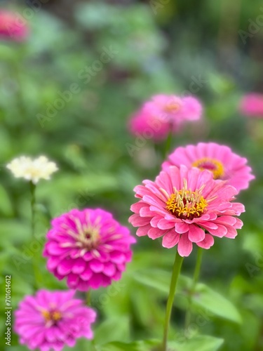 Wallpaper Mural pink flower Torontodigital.ca