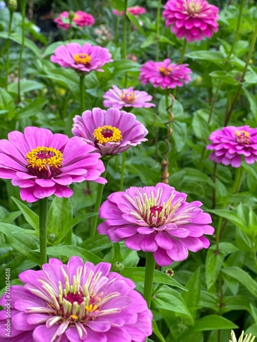 Wallpaper Mural pink flowers Torontodigital.ca