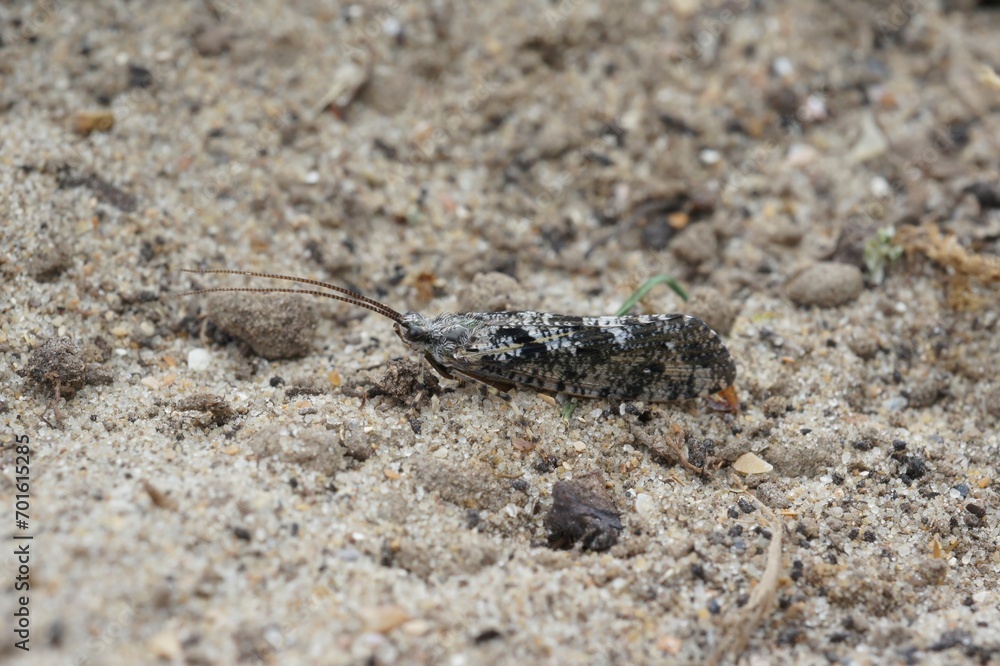 Closeup on a black and white Caddisfly, Agrypnia varia sitting on a stone in the field Closeup on a black and white Caddisfly, Agrypnia varia sitting on a stone in the field