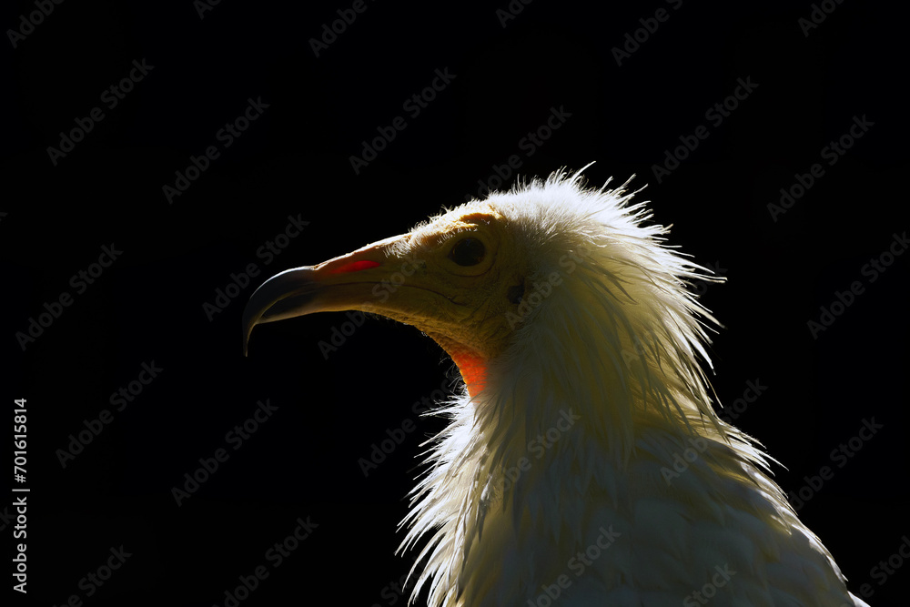Fototapeta premium Egyptian vulture (Neophron percnopterus),white scavenger vulture or pharaoh's chicken, portrait of a vulture on a black background. A white vulture on a dark background with a white crest on its head.