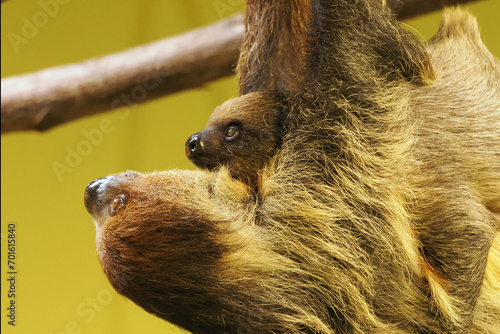 Linnaeus's two-toed sloth (Choloepus didactylus), also known as the southern two-toed or Linne's two-toed sloth or unau, mother and young hanging on a branch. Portrait of two sloths. photo