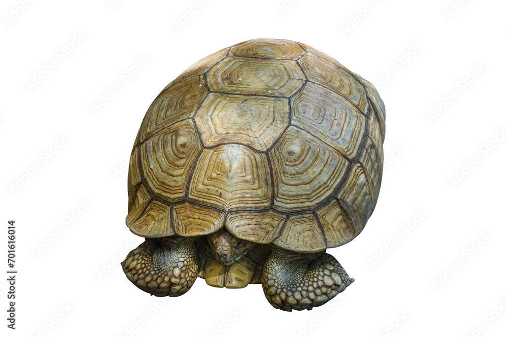 Fototapeta premium turtle isolated