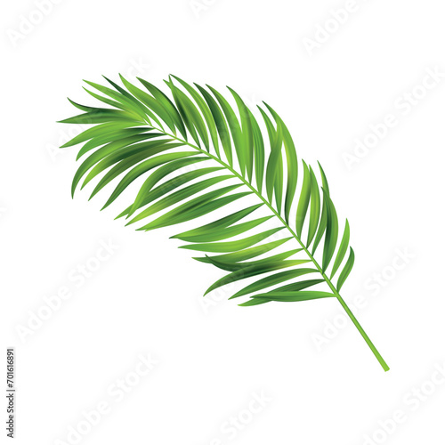 tropical leaf elements photo