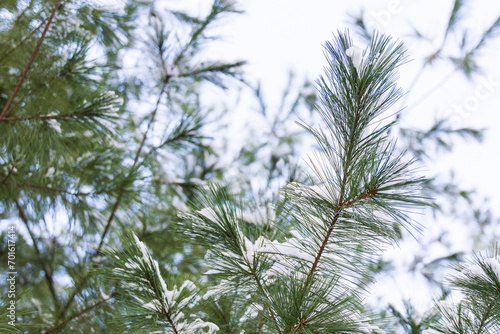 Cold winter  snow-covered white pine. Pinus strobus
