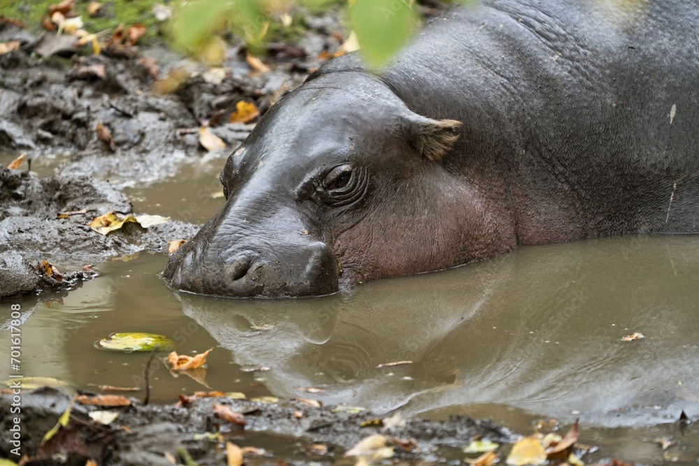 Close up photo of The hippopotamus (Hippopotamus amphibius) with reflection in the water. Zoo Dvur Kralove, Czech republic. Close up photo of The hippopotamus (Hippopotamus amphibius) with reflection in the water. Zoo Dvur Kralove, Czech republic.