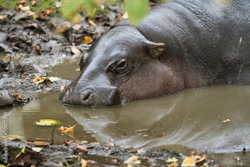 Close up photo of The hippopotamus (Hippopotamus amphibius) with reflection in the water. Zoo Dvur Kralove, Czech republic.  © Martin