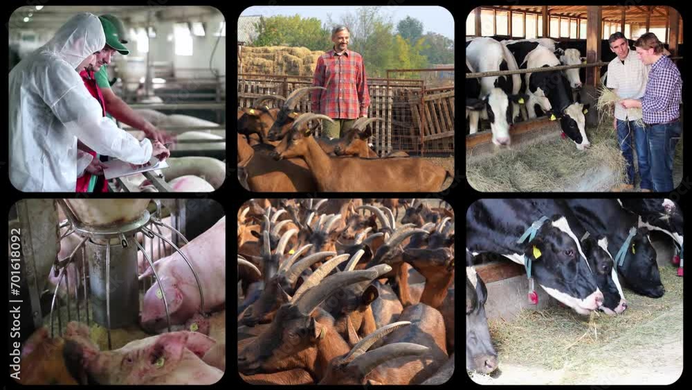 Vidéo Stock Animal husbandry. Breeding of Farm Animals. Livestock ...