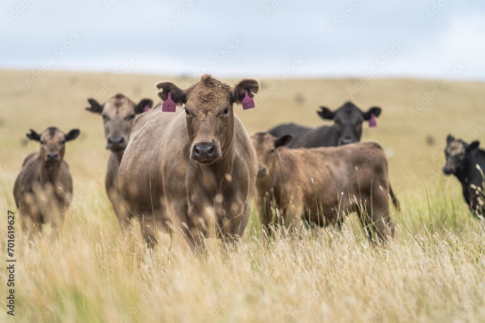 beef cattle grazing on pasture. Grass fed murray grey, angus and specked park in south west Victoria, australia beef cattle grazing on pasture. Grass fed murray grey, angus and specked park in south west Victoria, australia