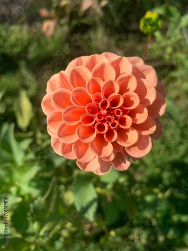 Wallpaper Mural orange dahlia flower Torontodigital.ca