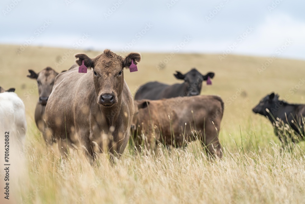 cow in a field, herd of cows in a paddock in a dry summer drought in australia and new zealand cow in a field, herd of cows in a paddock in a dry summer drought in australia and new zealand