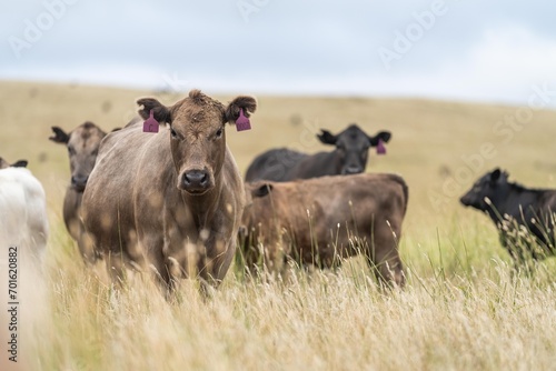 cow in a field, herd of cows in a paddock in a dry summer drought in australia and new zealand