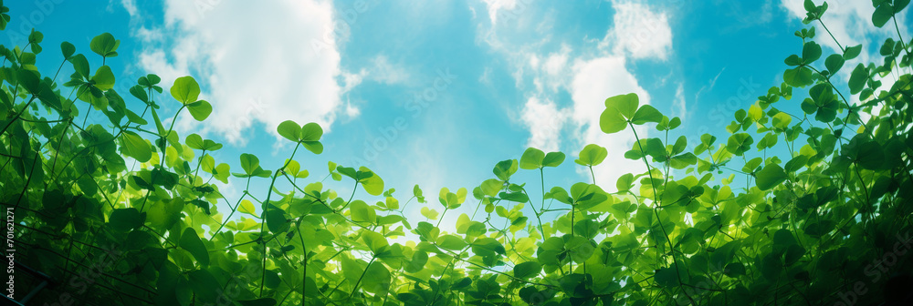 Shamrock field landscape on bright sunny morning Shamrock field landscape on bright sunny morning