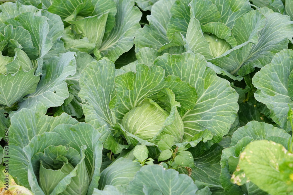 cabbage in the garden