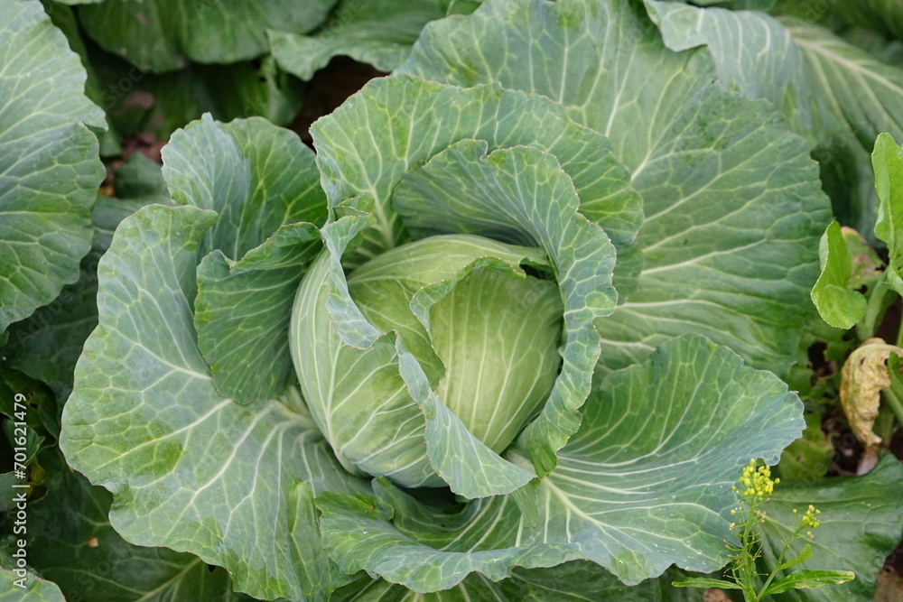 cabbage in the garden cabbage in the garden