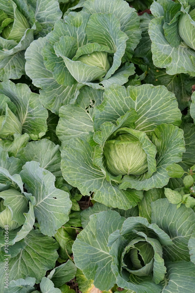 cabbage in the garden cabbage in the garden