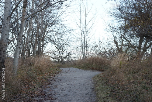 path in the forest