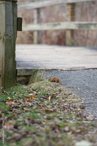 autumn leaves on the ground