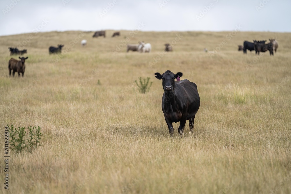 cows eating in a field on farmland on an agricultural farm in springtime in a grass field