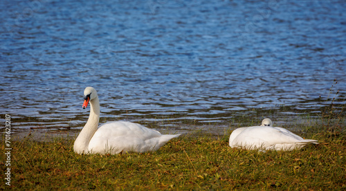 two swans rest in meadow at shore