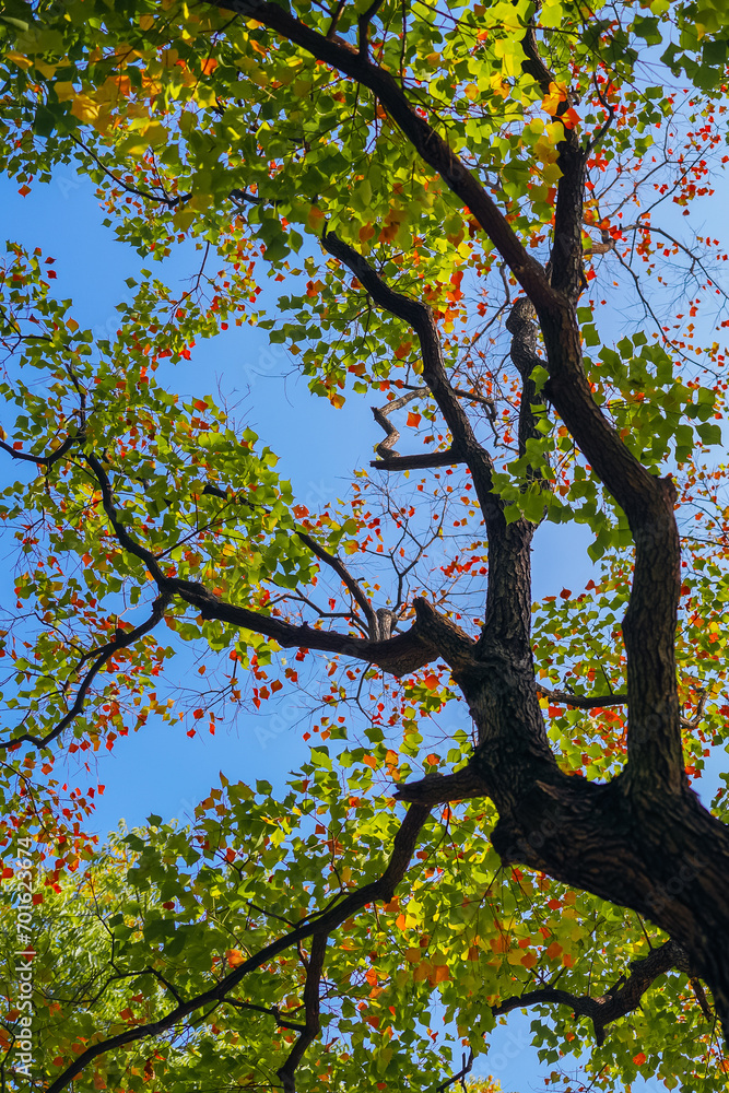 Fototapeta premium The colorful trees in autumn