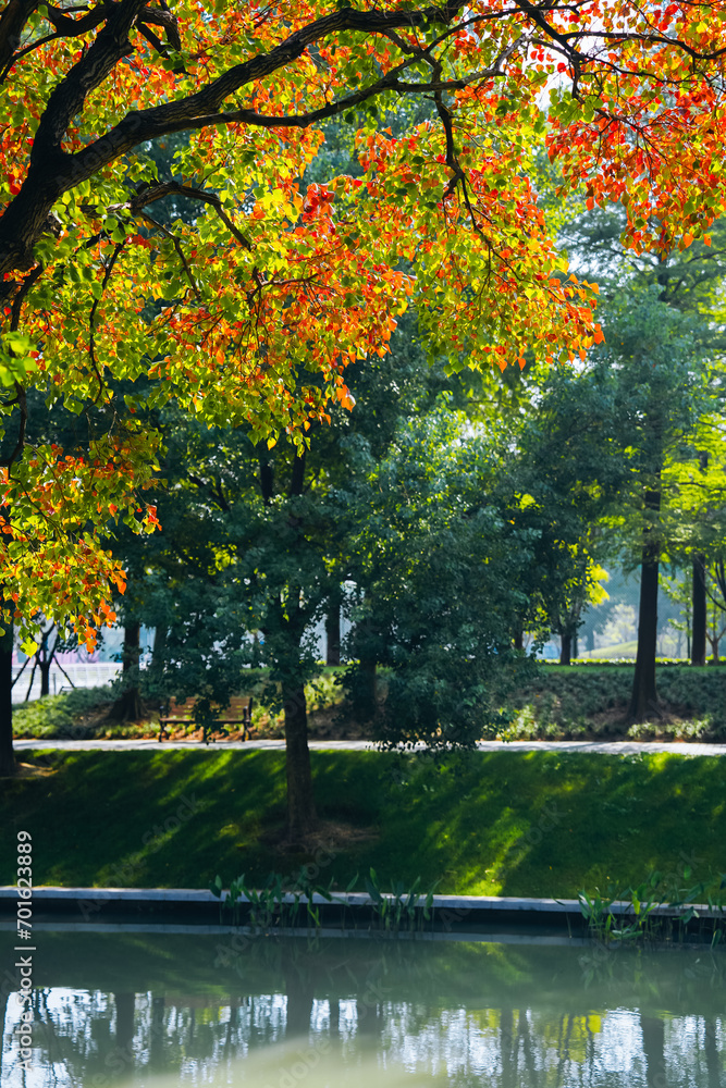 Naklejka premium The colorful trees in autumn