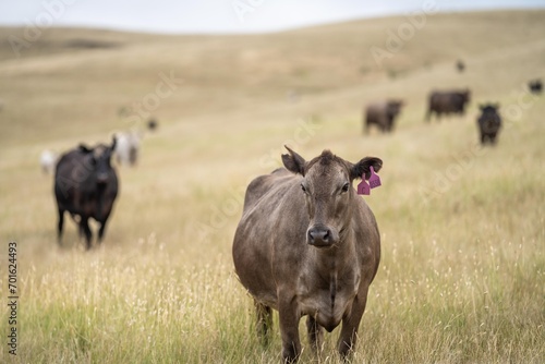 Portrait of Cows in a field grazing. Regenerative agriculture farm storing co2 in the soil with carbon sequestration in australia