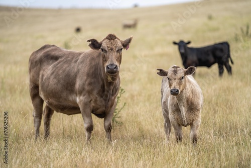 Fototapeta Naklejka Na Ścianę i Meble -  portrait of beef Cows grazing on green grass in spring, in Australia. milking cow in a field on an agriculture farm
