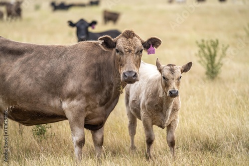 Wallpaper Mural Portrait of cows in a field. Herd of cattle close up. White and brown cows. Australian Sustainable Beef steers on a agricultural farm in Australia in summer Torontodigital.ca
