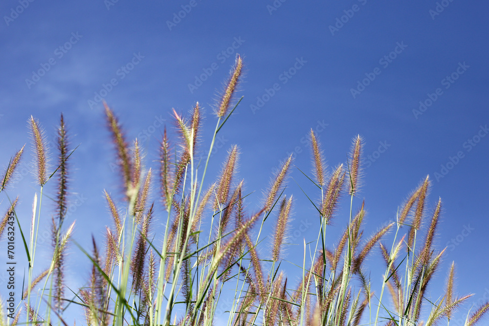 Grass flowers with blue sky Grass flowers with blue sky