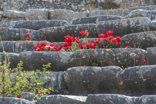 details of ancient settlement milet amphitheater flowers and green nature with blue sky photo