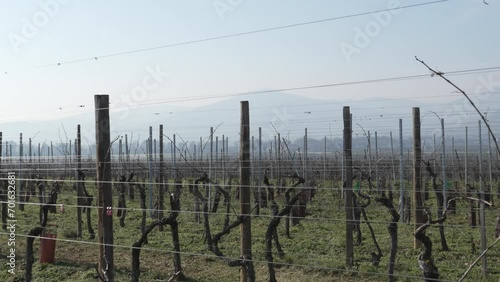 Scenic vinyard landscape with Vosges mountains in the background in Alsace, France. photo