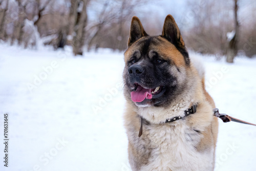 Portrait of american akita adult male dog. Gold-colored american akita in winter park. Close-up portrait with copy space. © asadykov