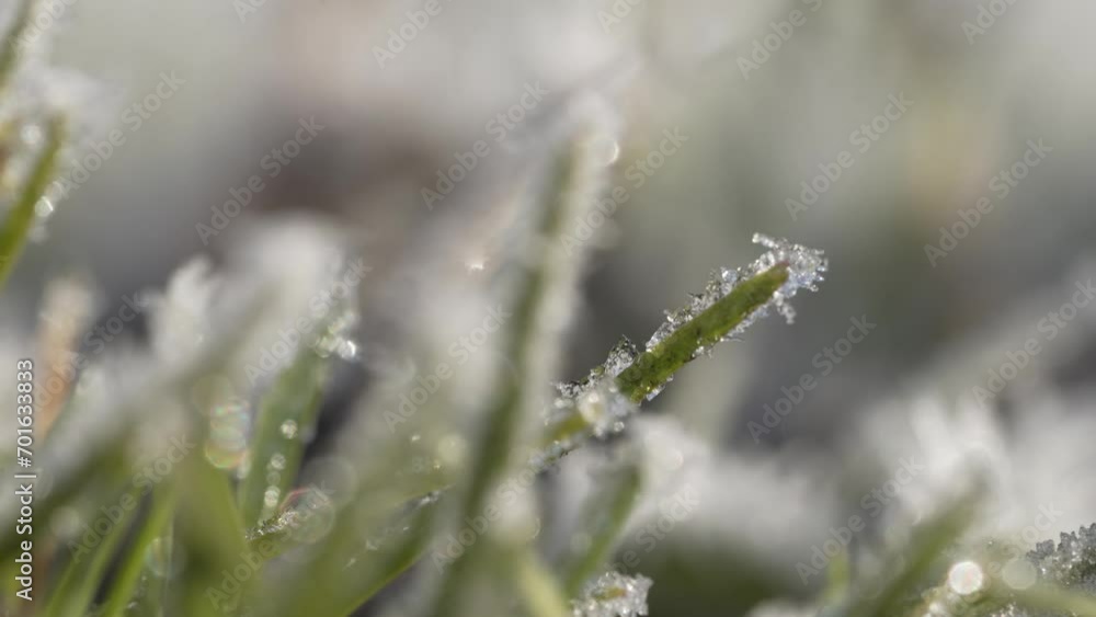 冬の早朝、霜が付いた植物のマクロ映像 冬の早朝、霜が付いた植物のマクロ映像