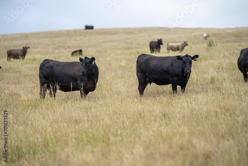 Portrait of cows in a field. Herd of cattle close up. White and brown cows. Australian Sustainable Beef steers on a agricultural farm in Australia in summer
