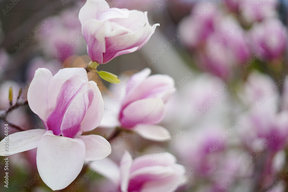 Blooming magnolia tree in spring, pastel background Blooming magnolia tree in spring, pastel background