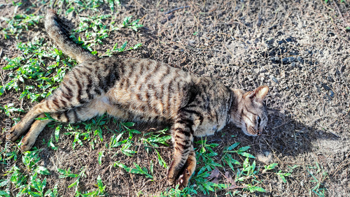 A dark grey cat is enjoying afternoon time by lying on the grass sleeping at Pantai Cempaka, Kuantan Pahang, Malaysia.
 photo