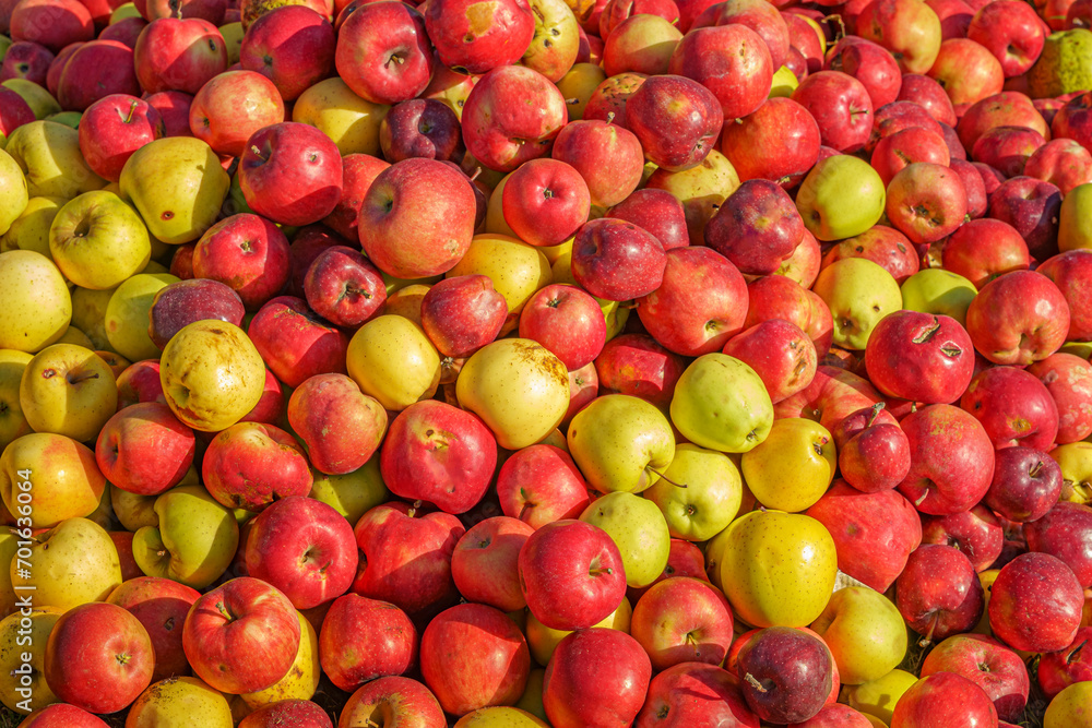 Red and yellow apples. October apple harvest in Armenia Red and yellow apples. October apple harvest in Armenia