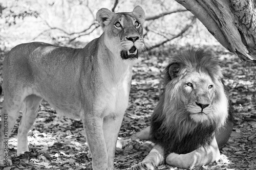 A lioness looking up is next to a recumbent lion looking to the right. Dead leaves on the ground and a tree on the right.